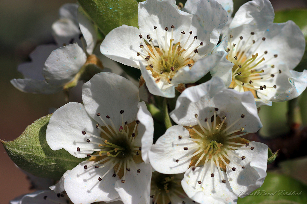 Jablonove kvety.jpg